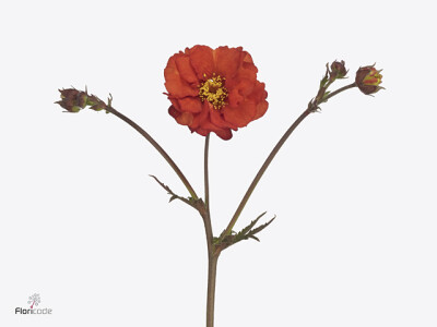 Geum Fiery Tempest