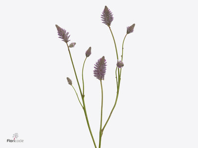 Ptilotus exaltatus 'Matilda'
