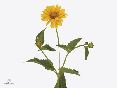 Heliopsis helianthoides 'Miami'