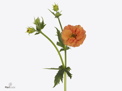 Geum Tropical Tempest