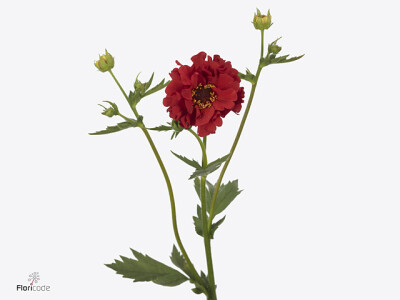 Geum Firestarter