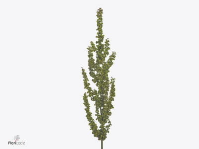 Rumex crispus Unicorn