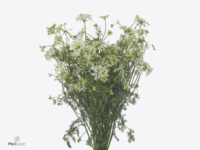 Orlaya grandiflora 'White Finch' per bos