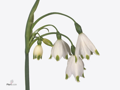 Leucojum aestivum