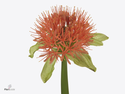 Scadoxus multiflorus 'Flame'