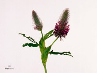 Trifolium purpureum