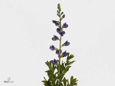 Baptisia australis