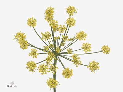 Foeniculum vulgare