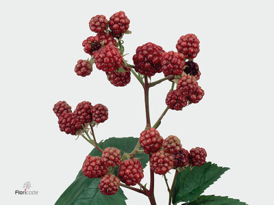 Rubus fruticosus 'Chester'