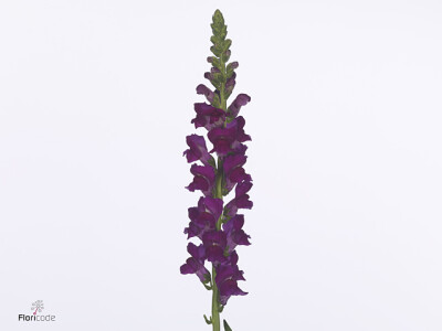 Antirrhinum majus Toulon Purple