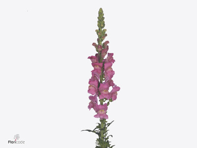 Antirrhinum majus Toulon Rose