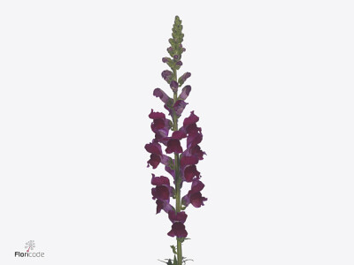 Antirrhinum majus Toulon Velvet