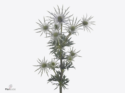 Eryngium 'White Surprise'