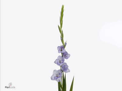 Gladiolus (Large-flowered Grp) 'Nirvana'