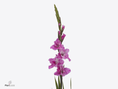 Gladiolus (Large-flowered Grp) 'Pink Floyd'