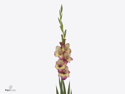 Gladiolus (Large-flowered Grp) 'Joplin'