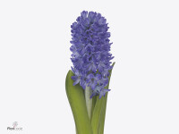 Hyacinthus orientalis 'Blue Future'