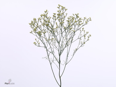 Limonium sinense Sensy Lemonade