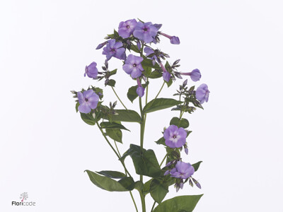 Phlox (Paniculata Grp) (Paniculata Grp) 'Spring Sky'