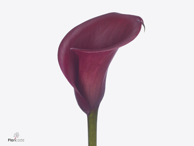 Zantedeschia Red Salsa