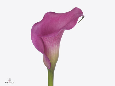 Zantedeschia Serenade