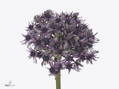 Allium 'Starlight'