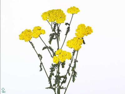 Achillea 'Moonshine'