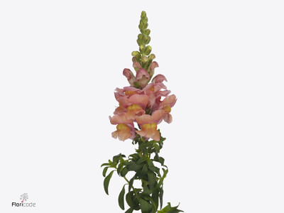 Antirrhinum majus Toulon Apricot