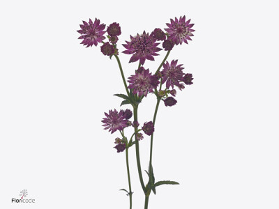 Astrantia major 'Capri'