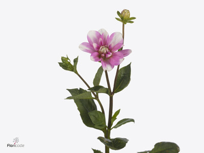 Dahlia (Waterlily Grp) 'Pink Perception'