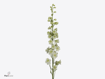 Delphinium dubbelbloemig (Elatum Grp) 'Kissi White Kermit'