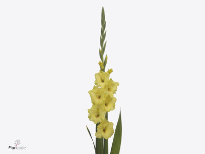 Gladiolus (Large-flowered Grp) 'Bono'