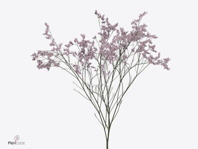 Limonium Florida Pink