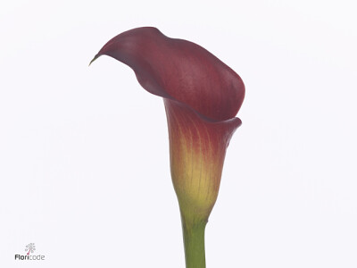 Zantedeschia 'Call Aruna'