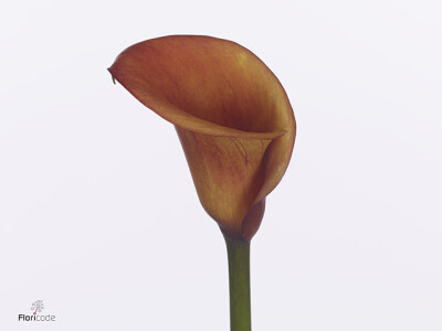 Zantedeschia 'Carvello'