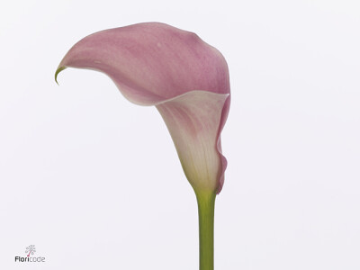 Zantedeschia 'Candyfloss'