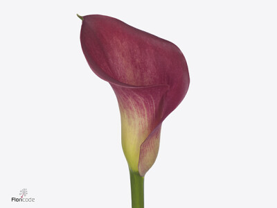 Zantedeschia Happy Art