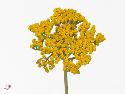 Achillea 'Coronation Gold'