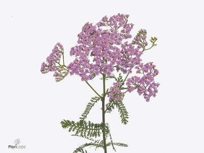 Achillea millefolium 'Eastender'