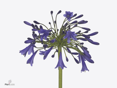 Agapanthus 'Bombastic Blue'