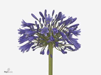 Agapanthus 'Suus'