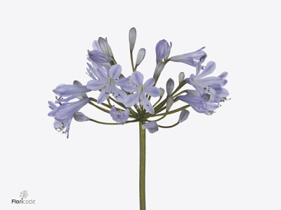 Agapanthus 'Lois'