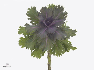 Brassica oleracea 'Altair'