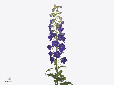 Delphinium enkelbloemig Deldonna Purple