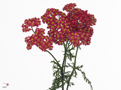 Achillea millefolium 'Paprika'