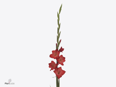 Gladiolus (Large-flowered Grp) 'For Evigt'