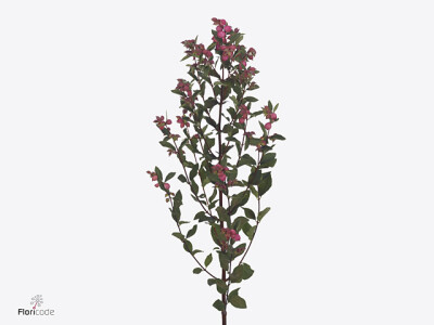 Symphoricarpos (Pink Berry Grp) Magical First Red