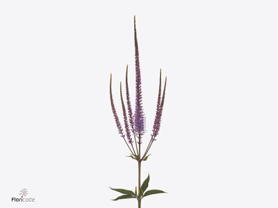 Veronicastrum virginicum Revelation