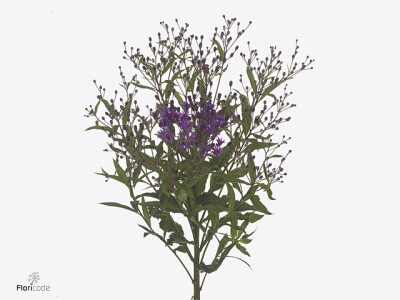 Vernonia crinita 'Mammuth'