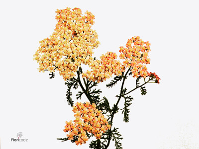 Achillea millefolium 'Lachsschönheit'